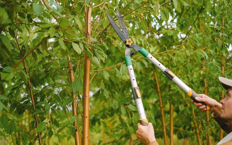 Tree trimming in Barranquitas, PR